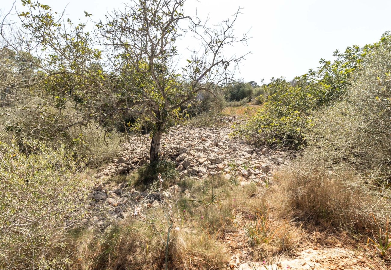 Grundstück in Santanyi - Finca Grundstück nahe Santanyí 500 m zum Strand mit Baugenehmigung Grundstück in Santanyi - Finca Grundstück nahe Santanyí 500 m zum Strand mit Baugenehmigung