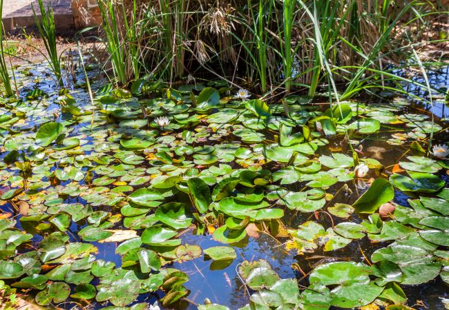 Finca en Santanyi - Finca Es Turo hermosa casa vacacional en el campo con piscina y vistas panorámicas en Santanyí Finca en Santanyi - Finca Es Turo hermosa casa vacacional en el campo con piscina y vistas panorámicas en Santanyí