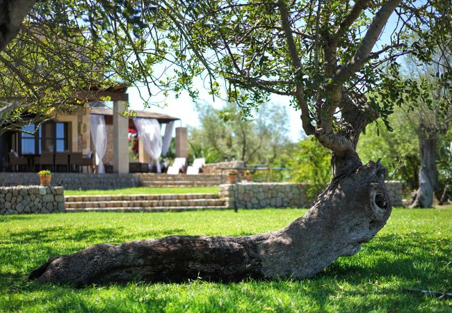 Villa en Pollensa - Olivo De La Roca