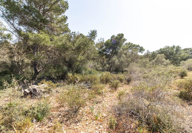 Parcela en Santanyi - Terreno de finca cerca de Santanyí a 500 m de la playa con licencia de obra Parcela en Santanyi - Terreno de finca cerca de Santanyí a 500 m de la playa con licencia de obra